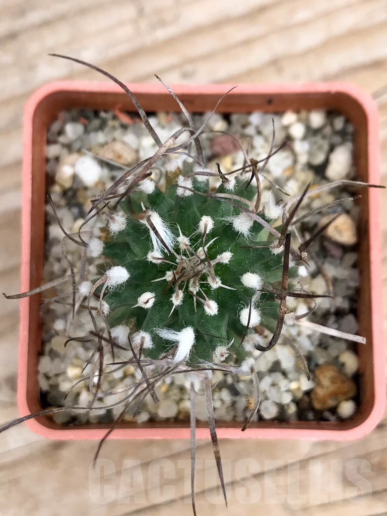 SHPR9147 Turbinicarpus gracilis - Image 3