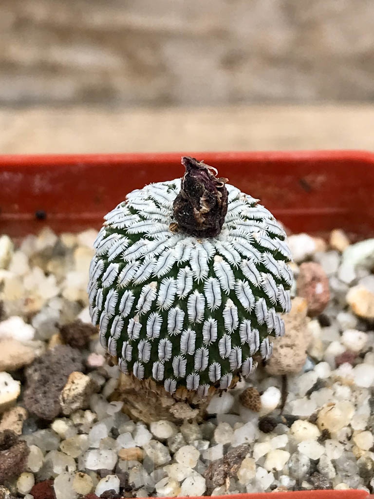 SHPR9148 Turbinicarpus pseudopectinatus f. rubriflorus