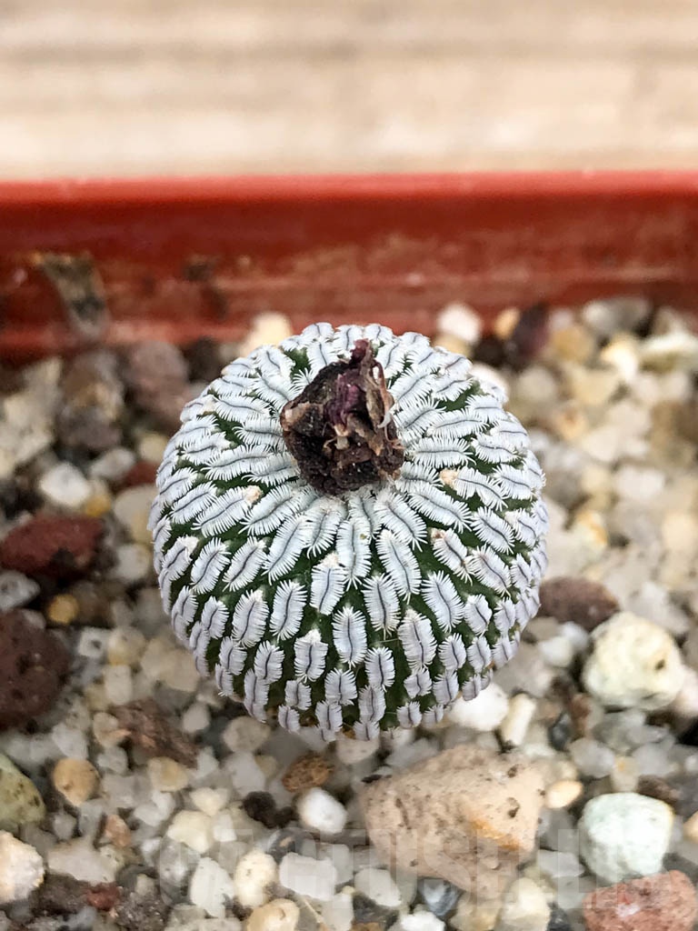 SHPR9148 Turbinicarpus pseudopectinatus f. rubriflorus - Image 3