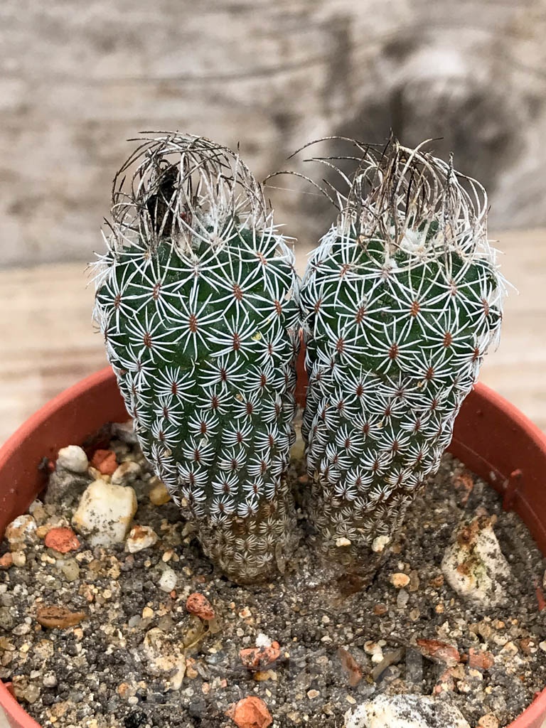 SHPR9151 Turbinicarpus pseudomacrochele subs. krainzianus, Queretaro, Hidalgo, México, 2 heads