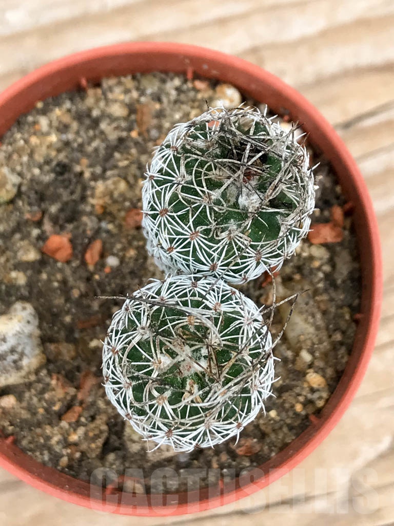 SHPR9151 Turbinicarpus pseudomacrochele subs. krainzianus, Queretaro, Hidalgo, México, 2 heads - Image 3