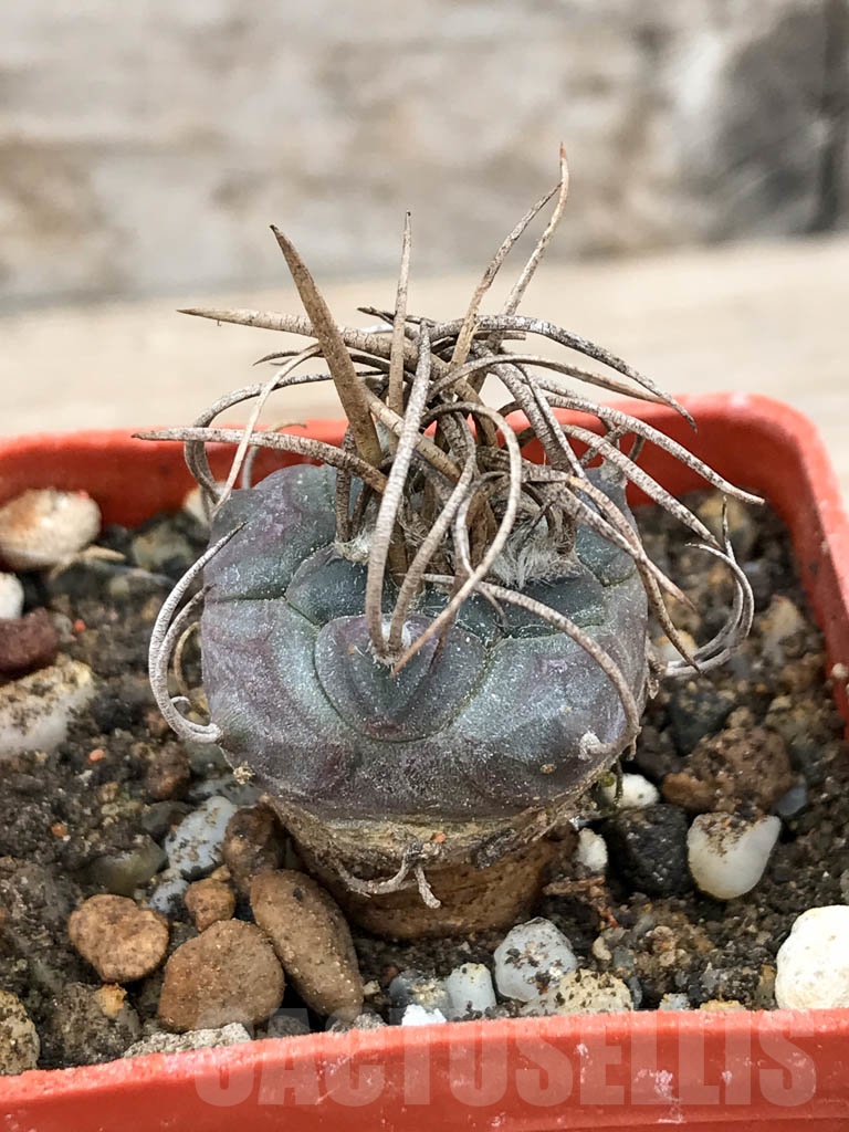 SHPR9152 Turbinicarpus schmiedickeanus subs. macrochele, Matehuala, San Luis Potosi, Mexico