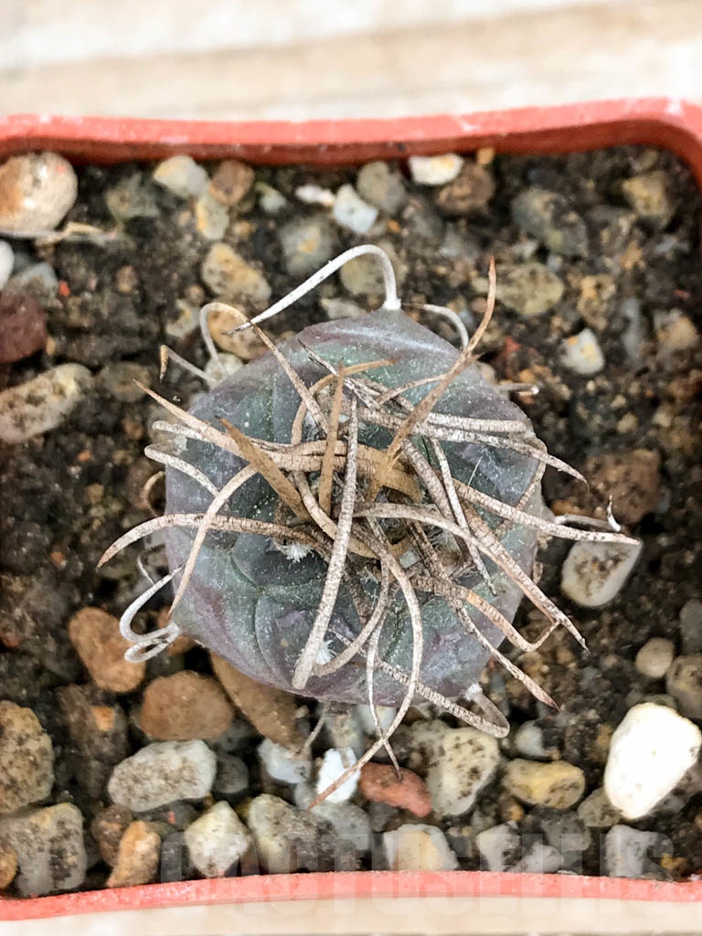 SHPR9152 Turbinicarpus schmiedickeanus subs. macrochele, Matehuala, San Luis Potosi, Mexico - Image 3