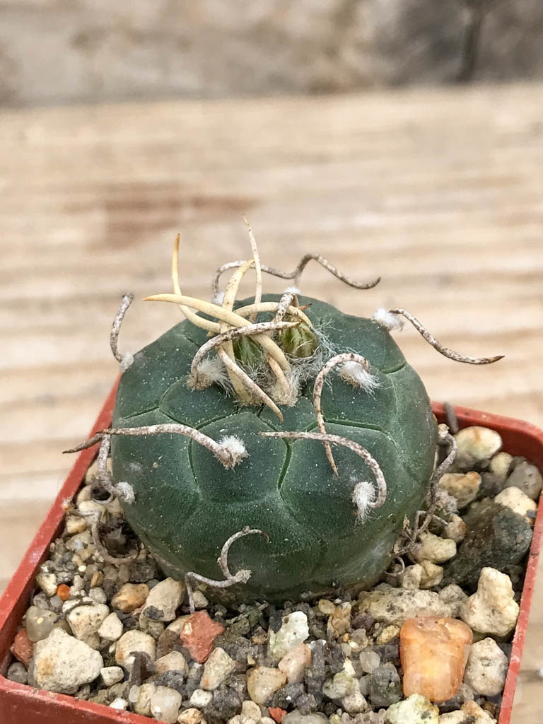SHPR9153 Turbinicarpus rioverdensis, Rio Verde, San Luis Potosi, Mexicó