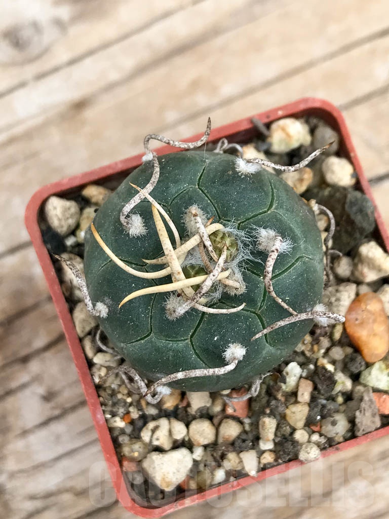 SHPR9153 Turbinicarpus rioverdensis, Rio Verde, San Luis Potosi, Mexicó - Image 3