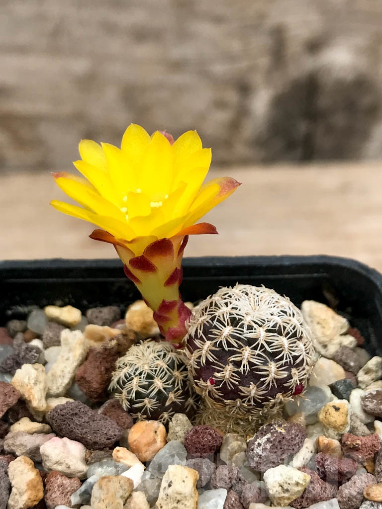 SHPR9161 Sulcorebutia langeri / Rebutia cardenasiana