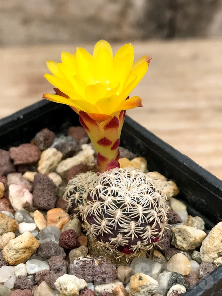 SHPR9161 Sulcorebutia langeri / Rebutia cardenasiana - Imagen 3