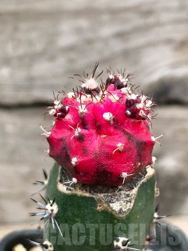 SHPR9162 Gymnocalycium mihanovichii variegated, grafted - Image 2