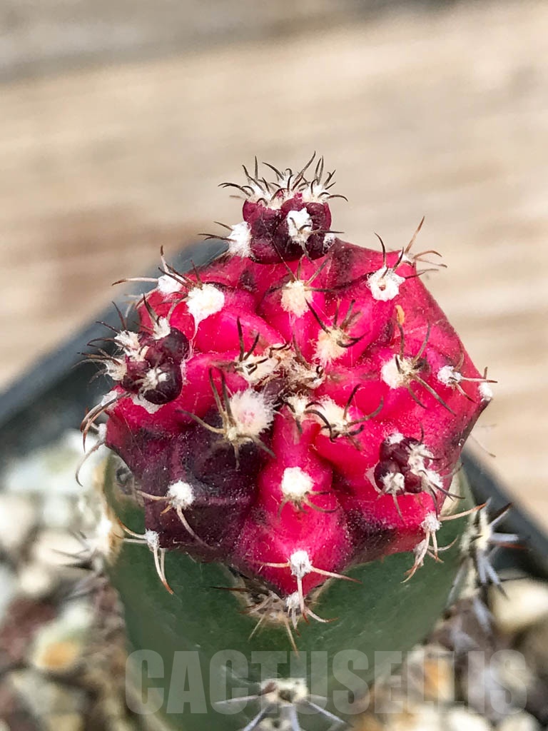 SHPR9162 Gymnocalycium mihanovichii variegated, grafted