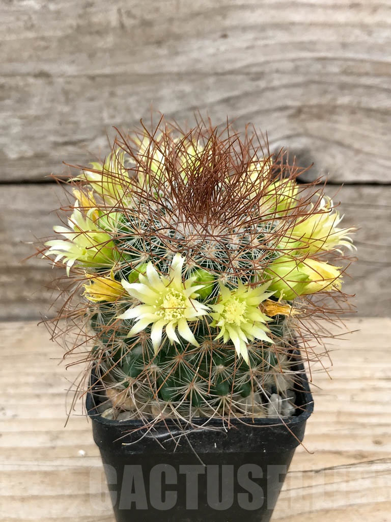 SHPR9164 Mammillaria rekoi var. leptacantha