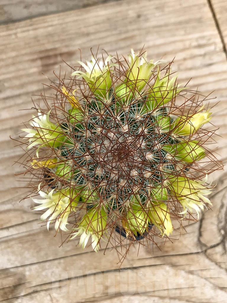 SHPR9164 Mammillaria rekoi var. leptacantha - Image 3