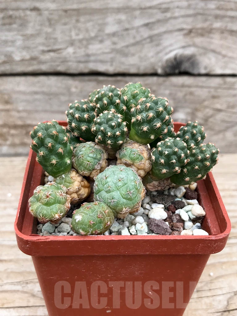 SHPR9166 Puna bonnieae f. inermis - Imagen 2