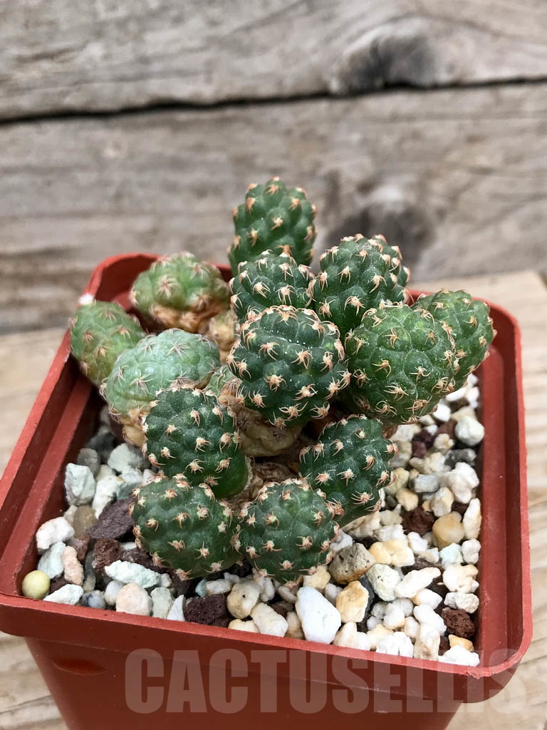 SHPR9166 Puna bonnieae f. inermis