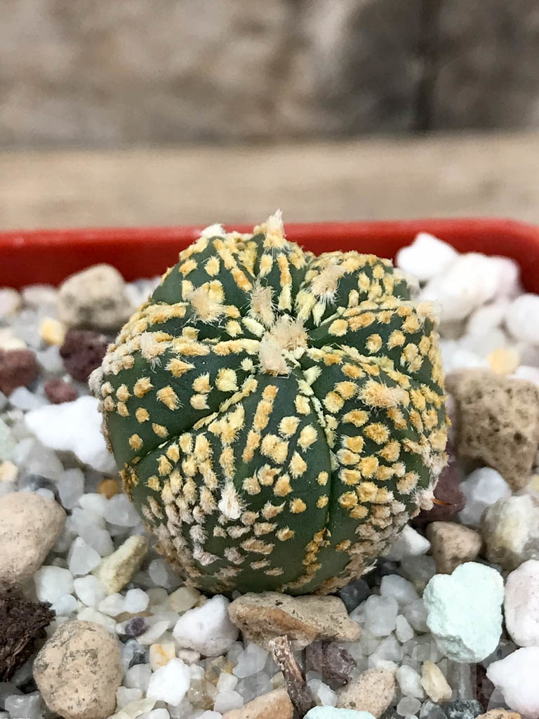 SHPR9169 Astrophytum capricorne x A. asterias cv. Superkabuto ‘Gold’