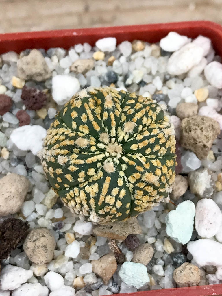 SHPR9169 Astrophytum capricorne x A. asterias cv. Superkabuto ‘Gold’ - Image 3