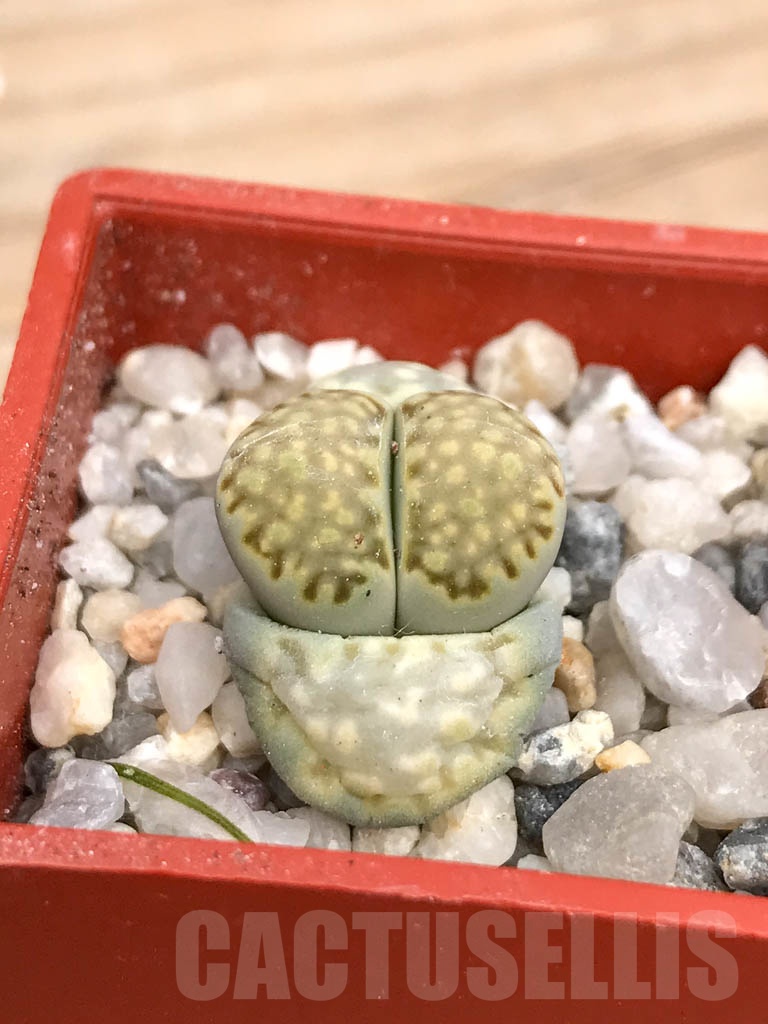 SHPR9172 Lithops julii 'Fullergreen' - Image 2