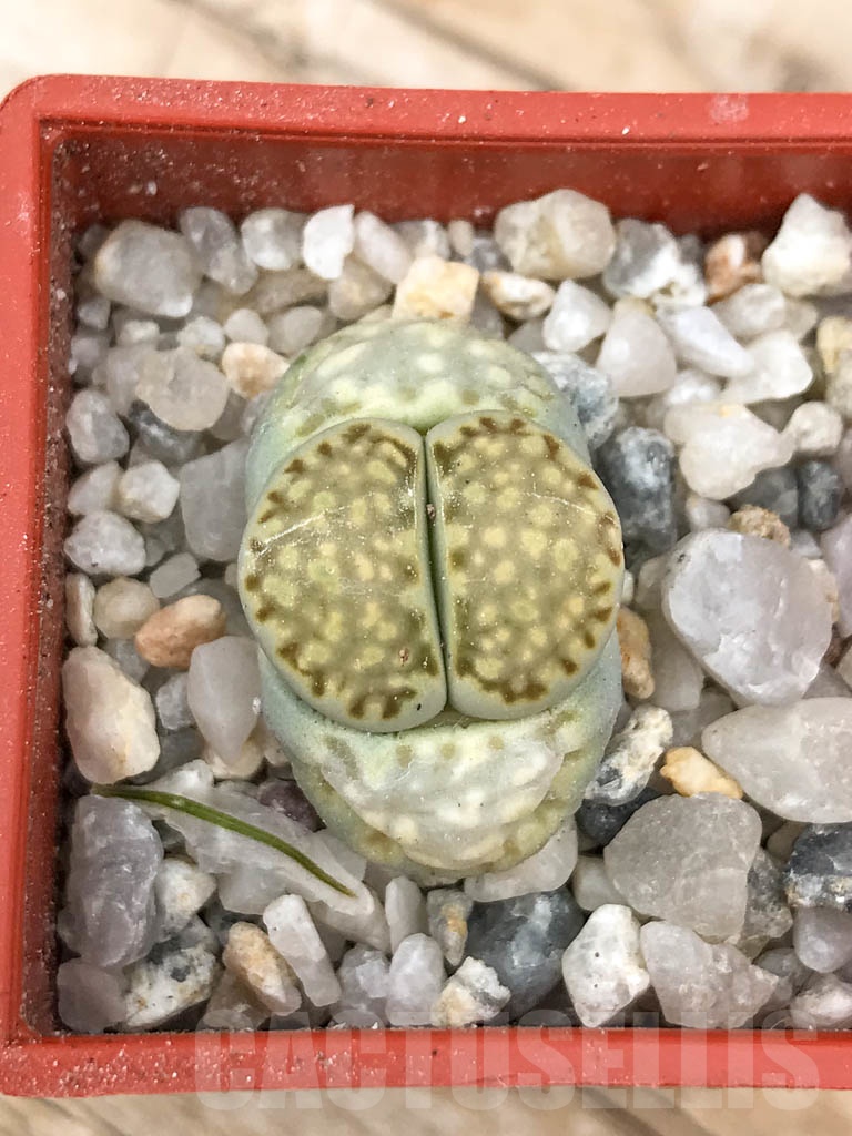 SHPR9172 Lithops julii 'Fullergreen'