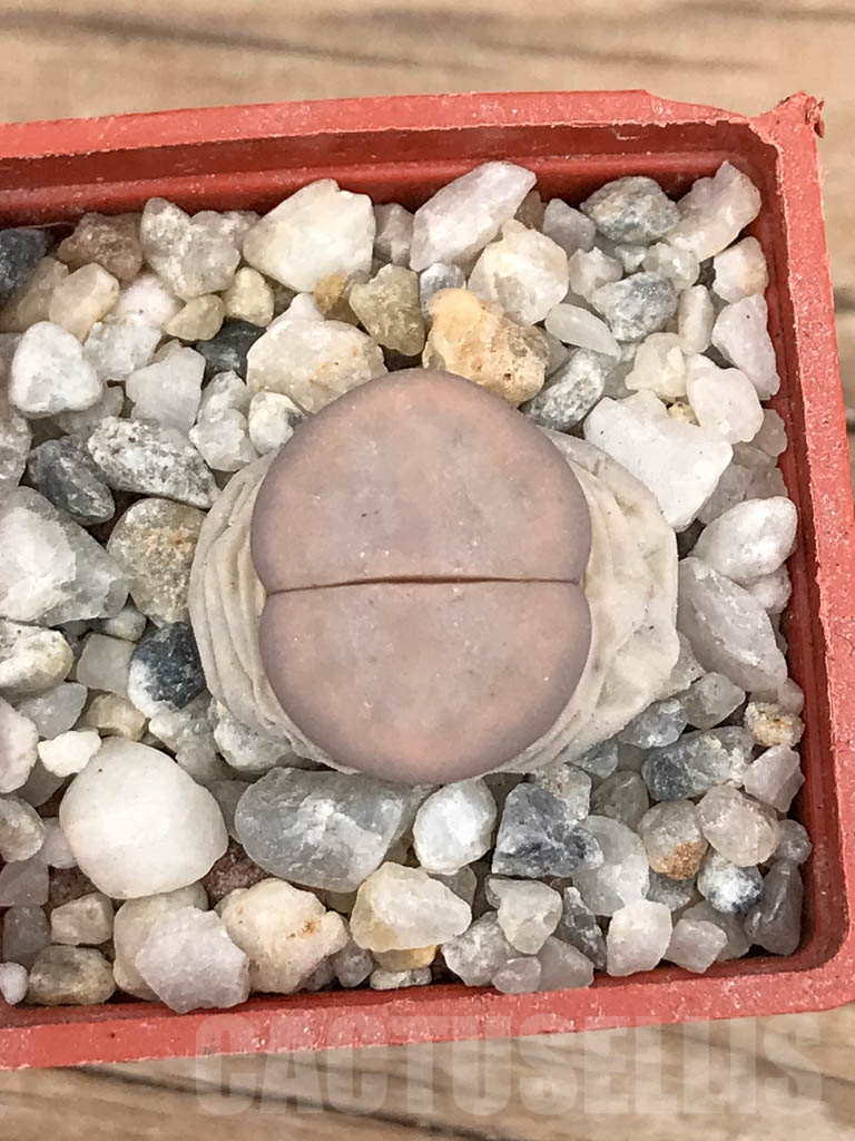 Simpsons jinsiy porno onlayn video Eng qonli porno