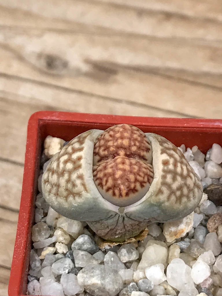 SHPR9182 Lithops hallii - Image 2