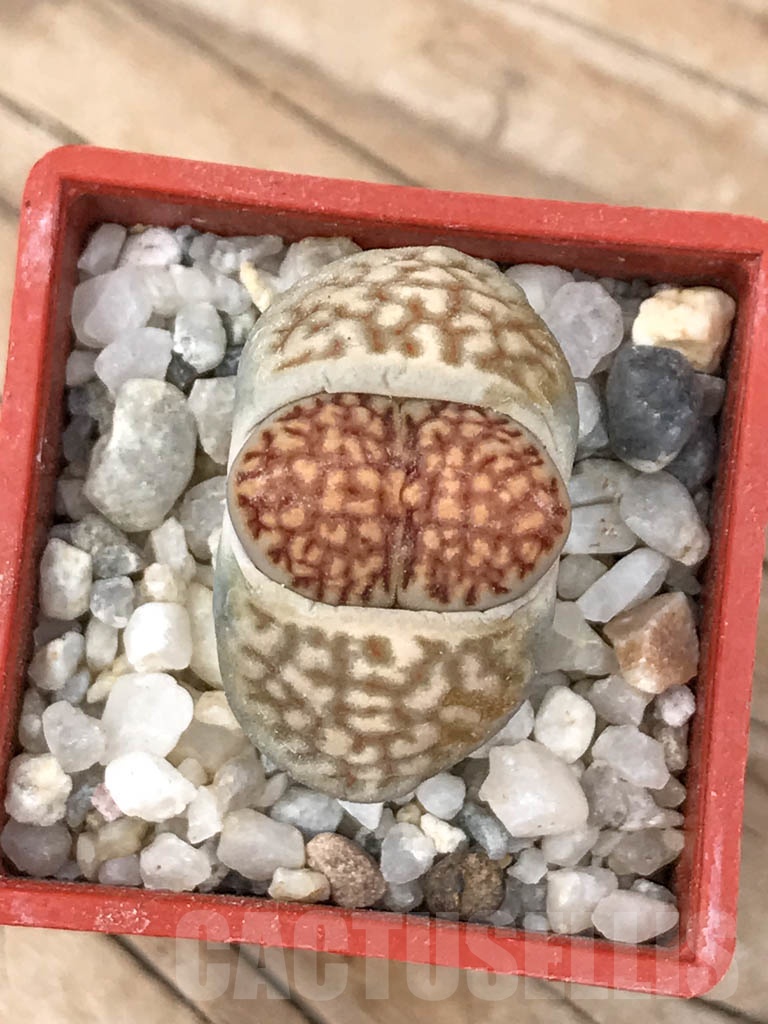 SHPR9182 Lithops hallii