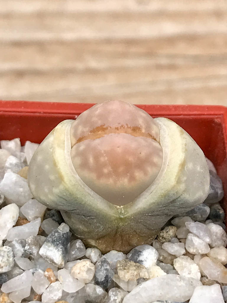 SHPR9183 Lithops julii ssp. fulleri v. fulleri C203 - Image 2