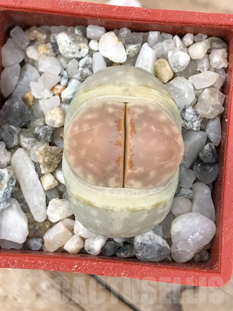 SHPR9183 Lithops julii ssp. fulleri v. fulleri C203