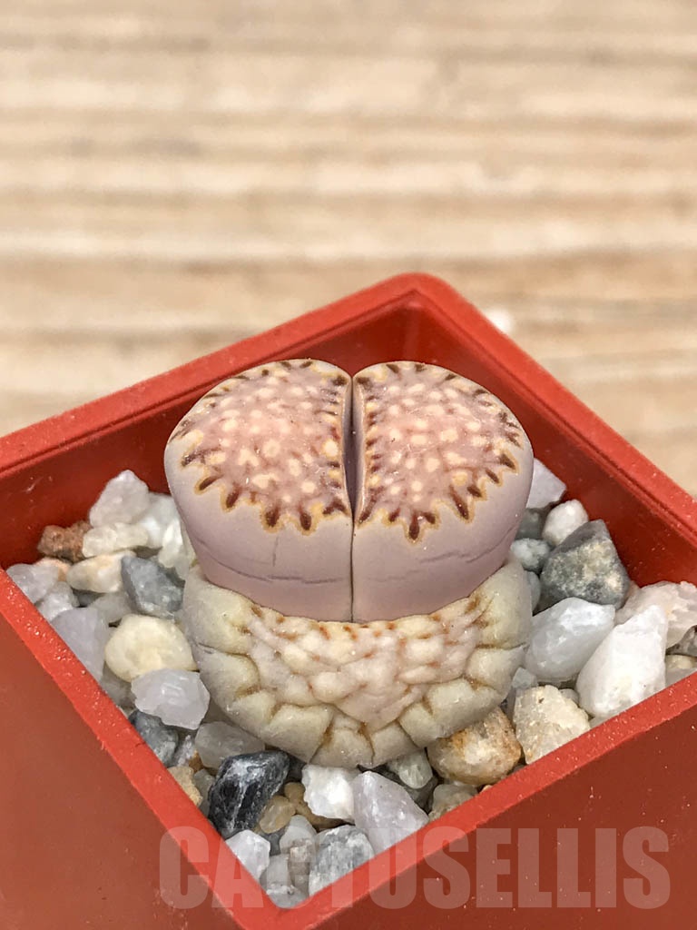 SHPR9184 Lithops julii ssp. fulleri v. fulleri C024 - Image 2
