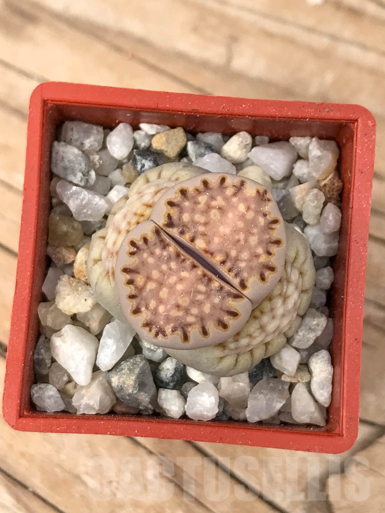 SHPR9184 Lithops julii ssp. fulleri v. fulleri C024
