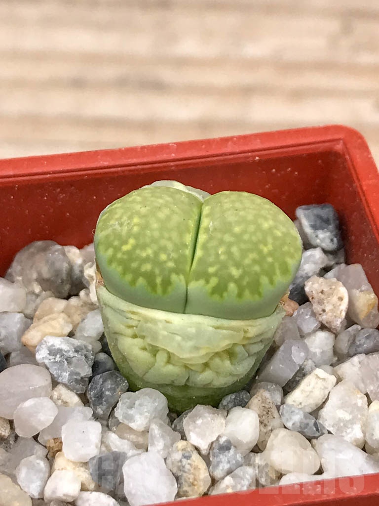 SHPR9185 Lithops salicola 'Malachite' C351A - Image 2