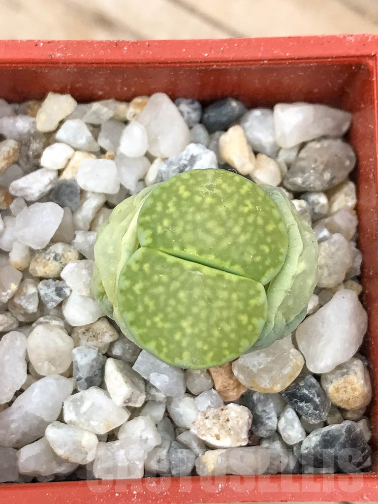 SHPR9185 Lithops salicola 'Malachite' C351A