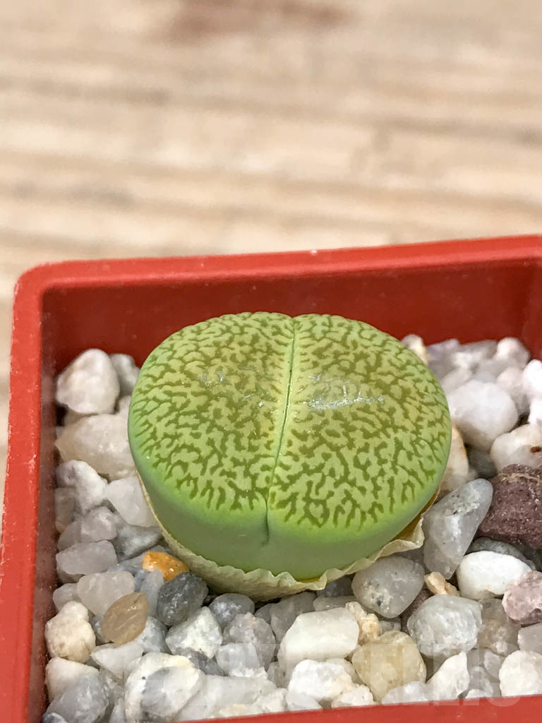 SHPR9187 Lithops hookeri var. dabneri cv. Annarosa - Image 2