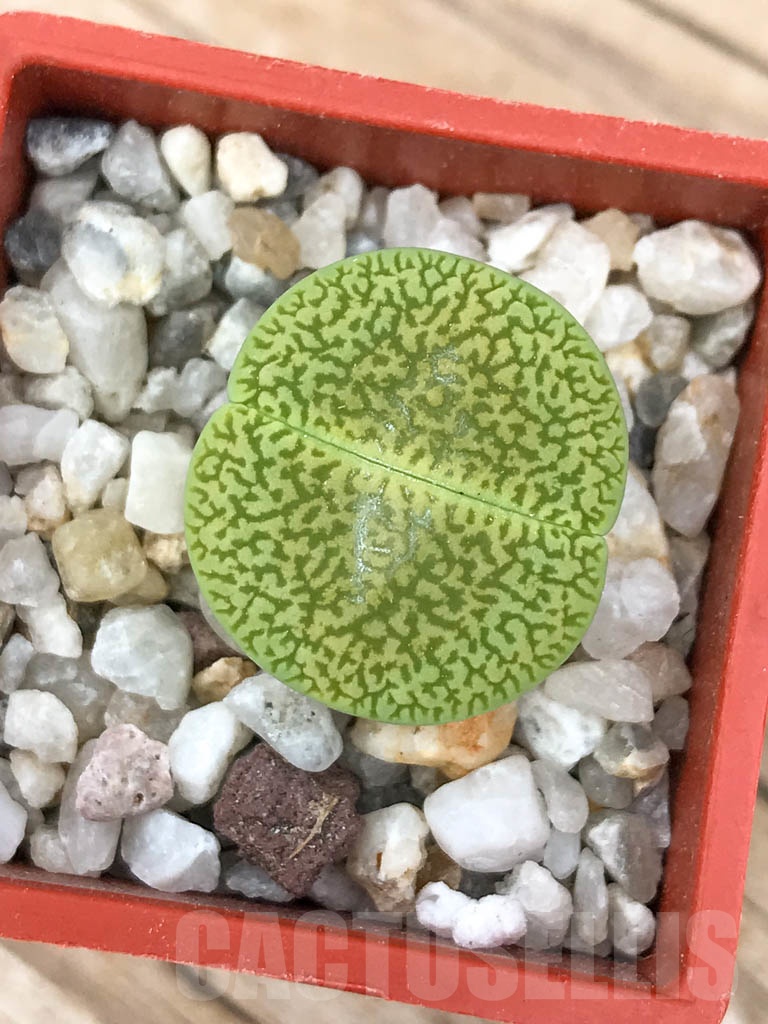 SHPR9187 Lithops hookeri var. dabneri cv. Annarosa