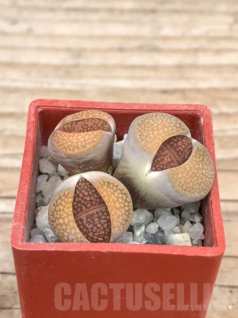 SHPR9191 Lithops hallii v. hallii (brown Form) C136, 3 heads - Image 2