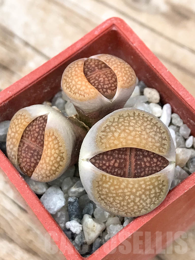 SHPR9191 Lithops hallii v. hallii (brown Form) C136, 3 heads