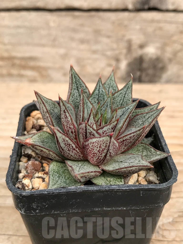 SHPR9197 Echeveria purpusorum, white form – Bild 2