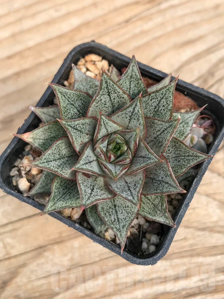 SHPR9197 Echeveria purpusorum, white form