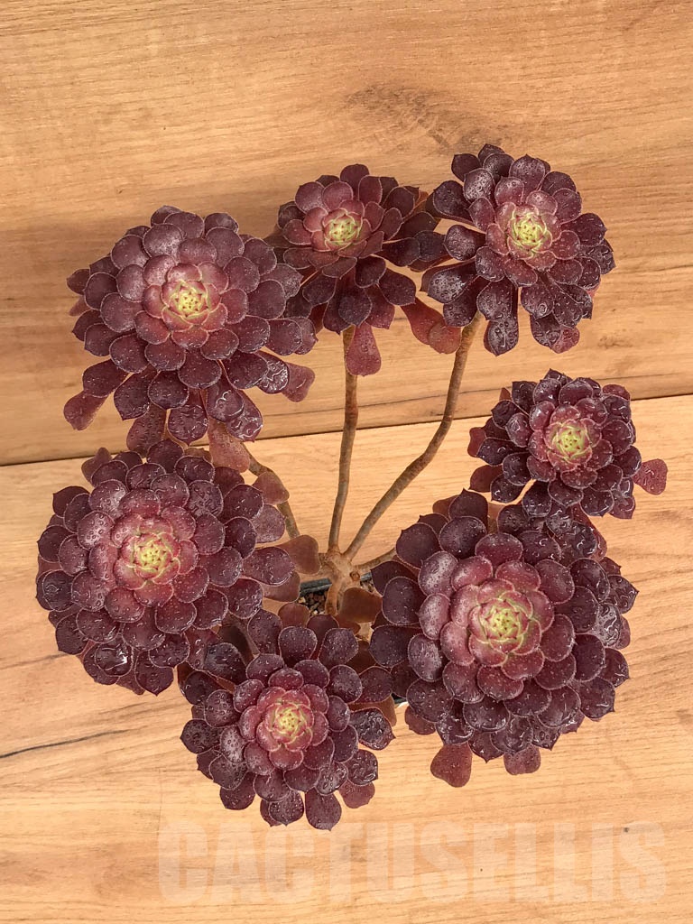 SHPR9200 Aeonium 'Copper Kettle'