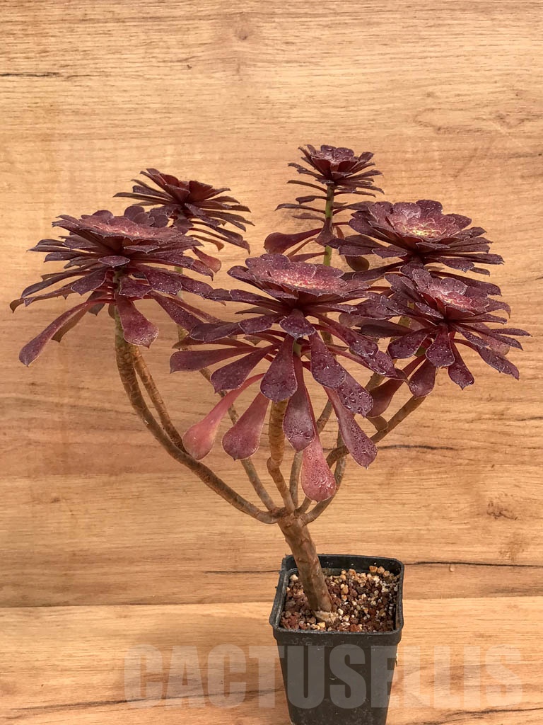 SHPR9200 Aeonium 'Copper Kettle' - Image 2