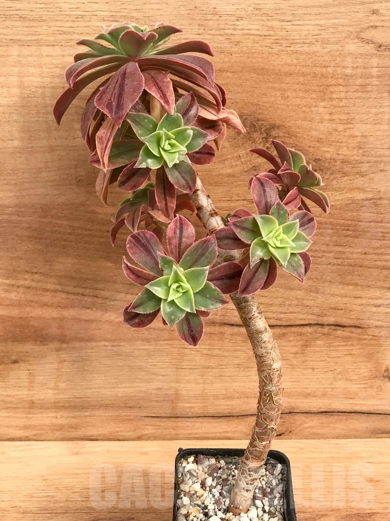 SHPR9204 Aeonium leucoblepharum - 画像 (2)