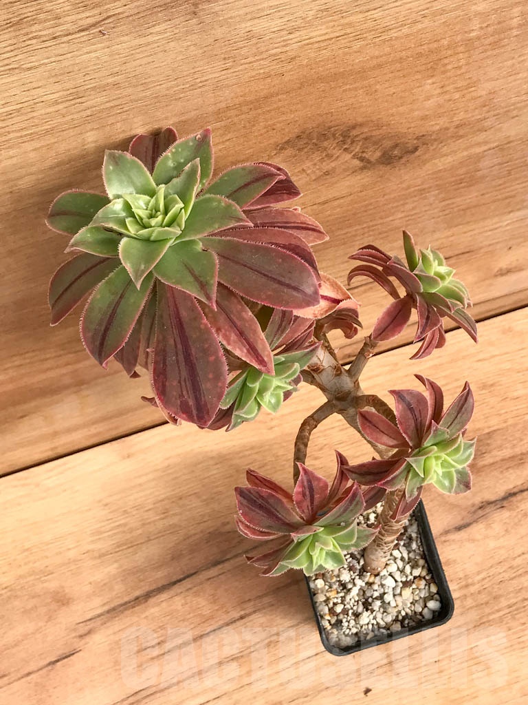 SHPR9204 Aeonium leucoblepharum