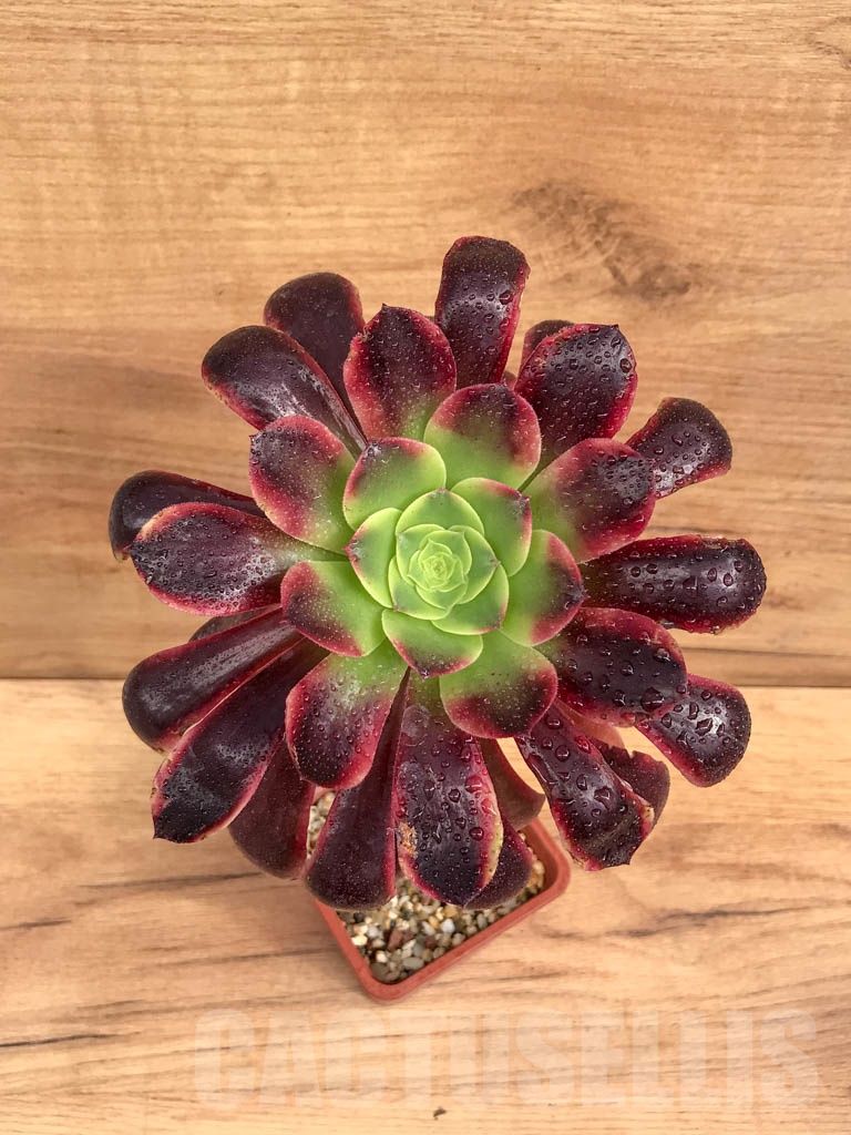 SHPR9206 Aeonium 'Superbang'