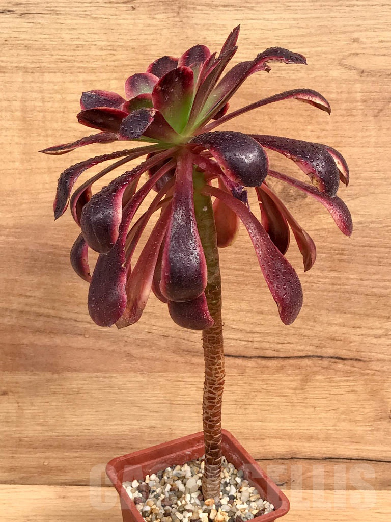 SHPR9206 Aeonium 'Superbang' - Image 2