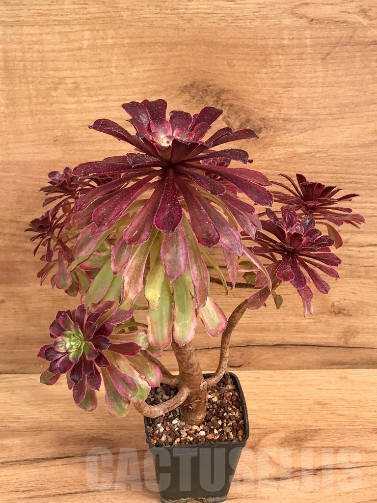 SHPR9207 Aeonium ‘Mardi Gras’ - Image 2