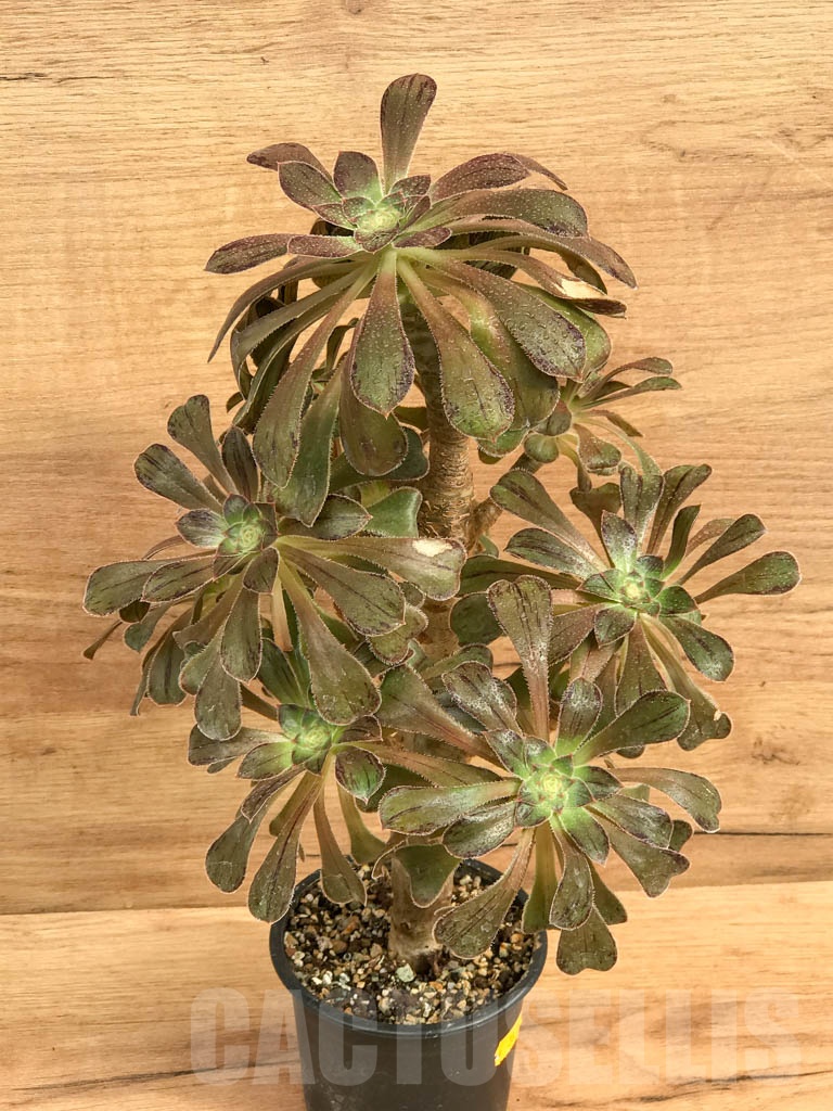 SHPR9208 Aeonium arboreum v rubrolineatum - immagine 2