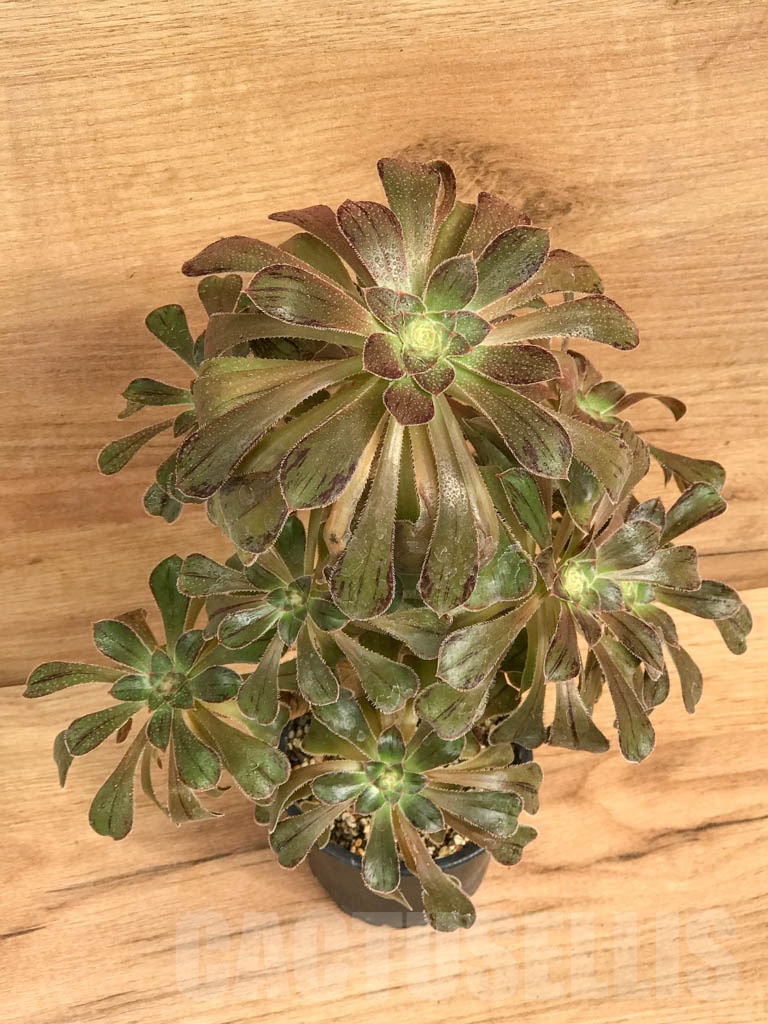 SHPR9208 Aeonium arboreum v rubrolineatum