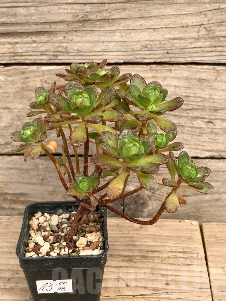 SHPR9209 Aeonium arnoldii - Image 2