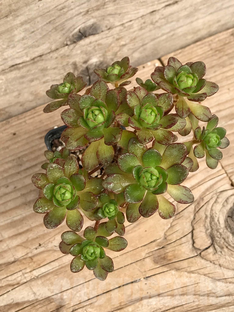 SHPR9209 Aeonium arnoldii
