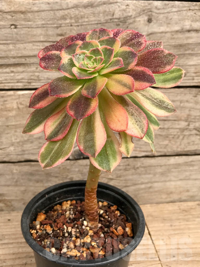 SHPR9210 Aeonium 'Halloween' variegated - Imagen 2
