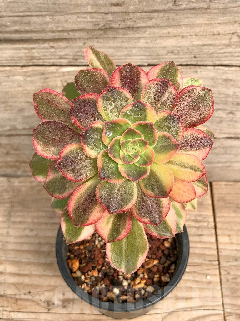 SHPR9210 Aeonium 'Halloween' variegated