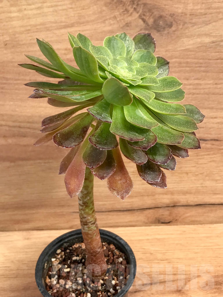 SHPR9211 Aeonium 'Halloween' - Image 2